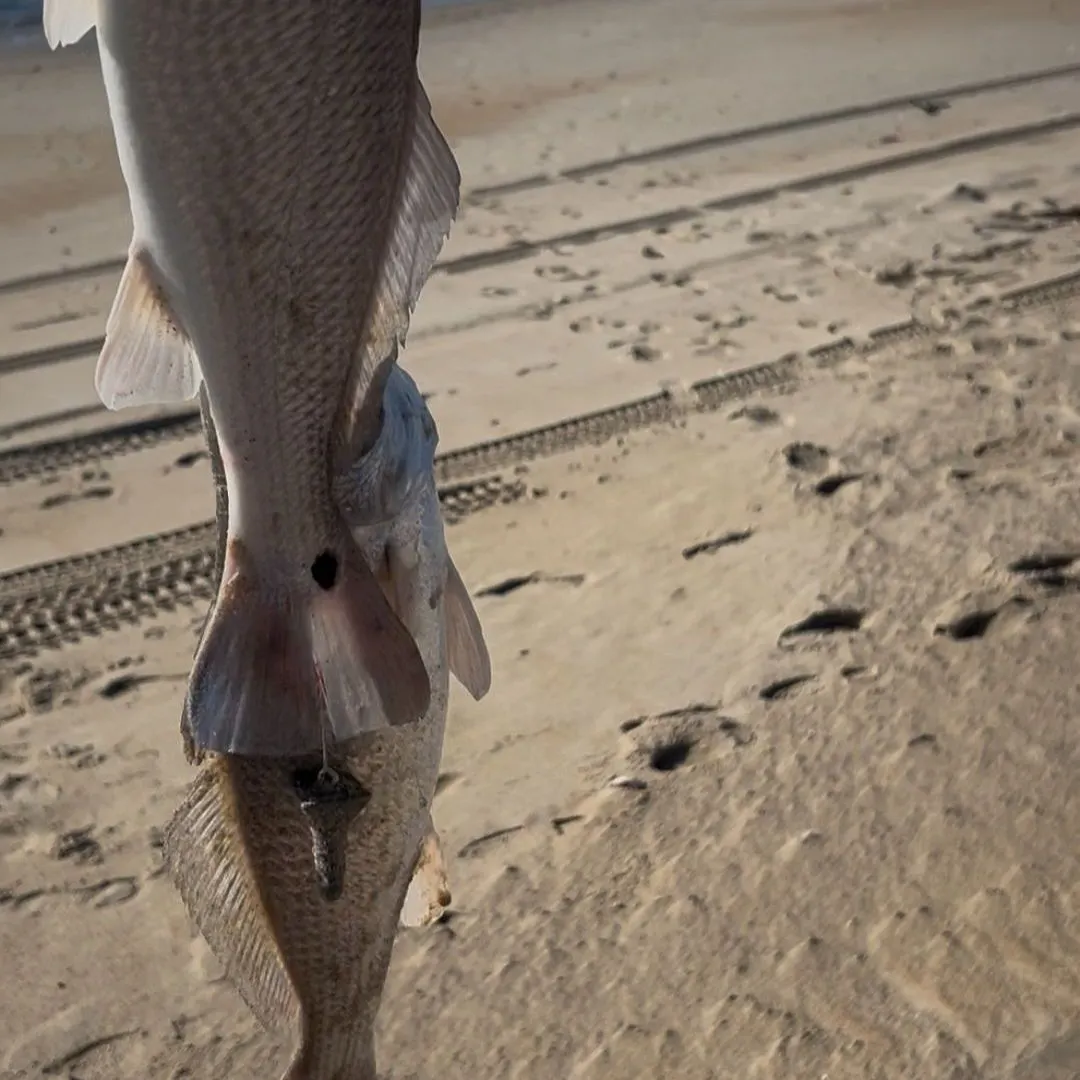 Red drum caught on Fishbrain