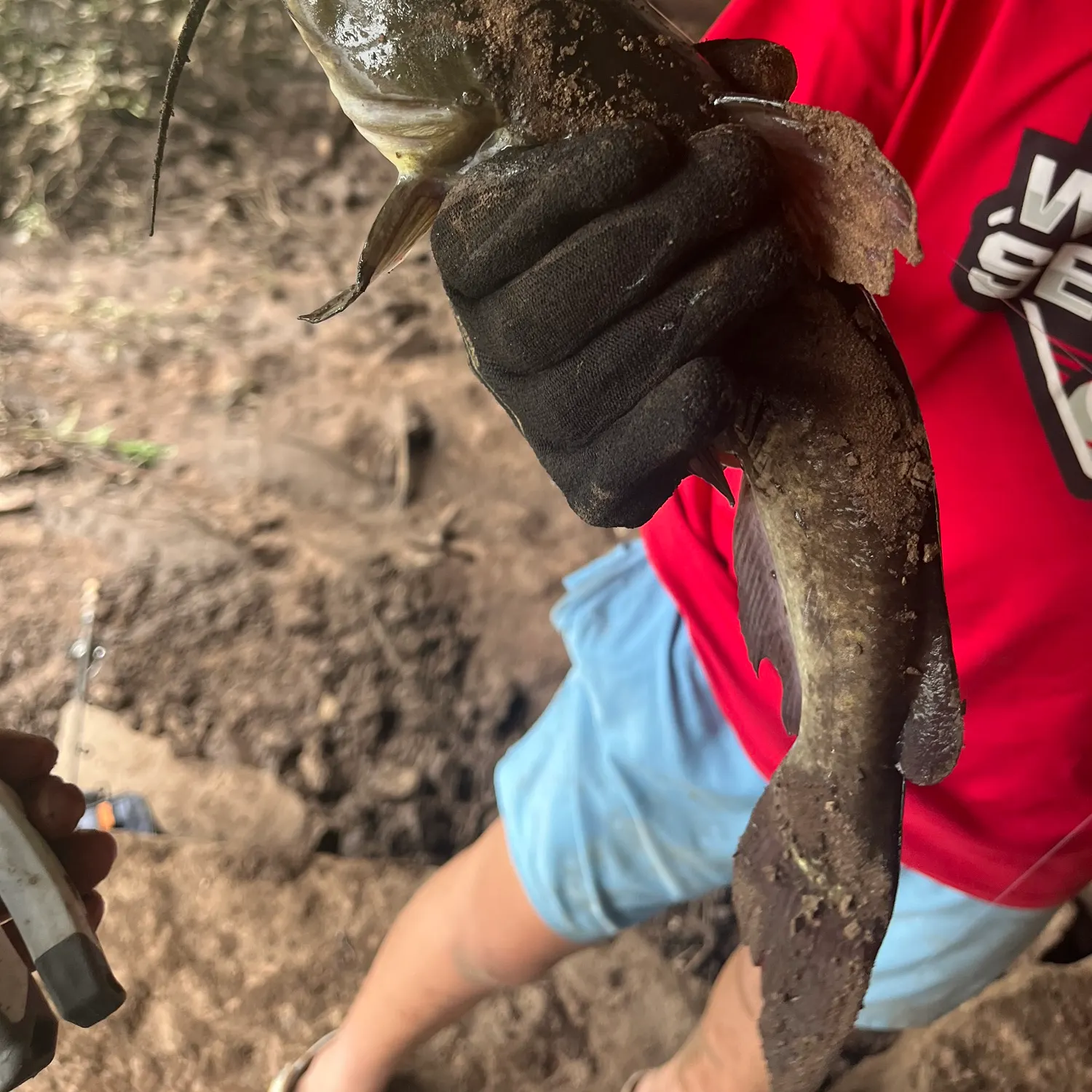 Black bullhead caught on Fishbrain