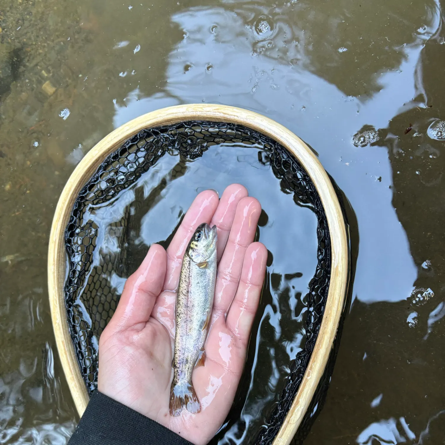 Coastal rainbow trout caught on Fishbrain