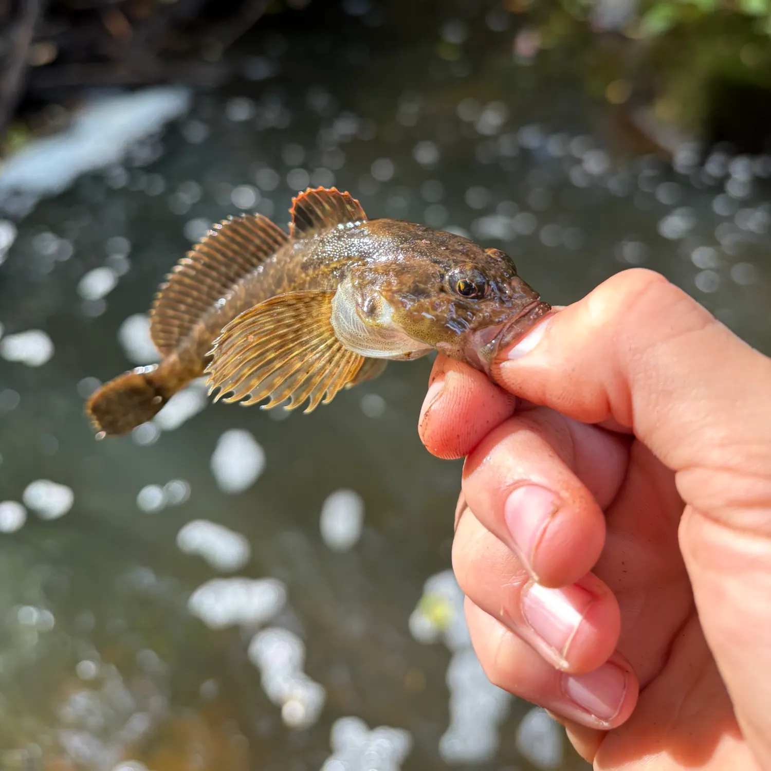 The most recent Prickly sculpin catches on Fishbrain