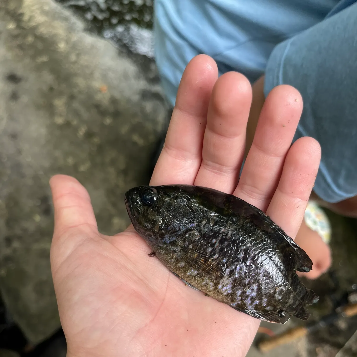 The most recent Warmouth x green sunfish catches on Fishbrain