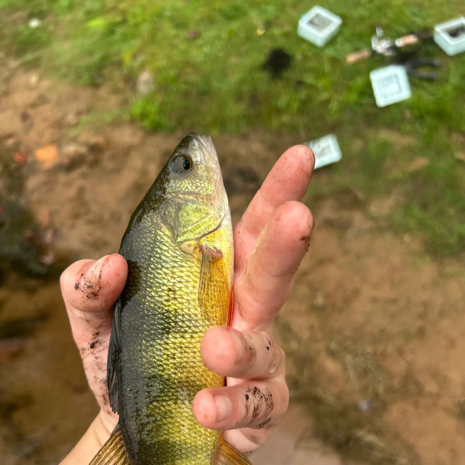 Yellow perch caught on Fishbrain