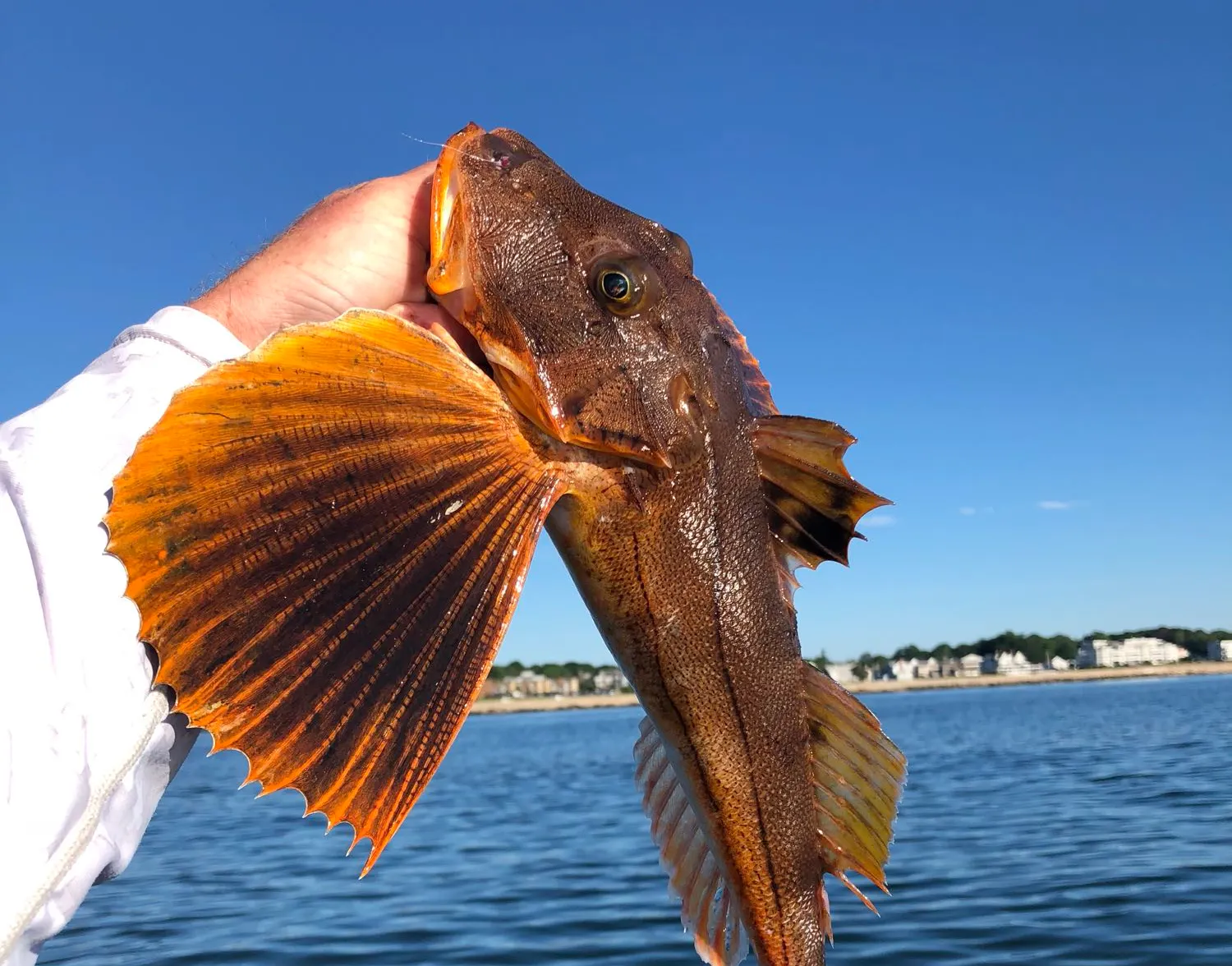 Tub gurnard