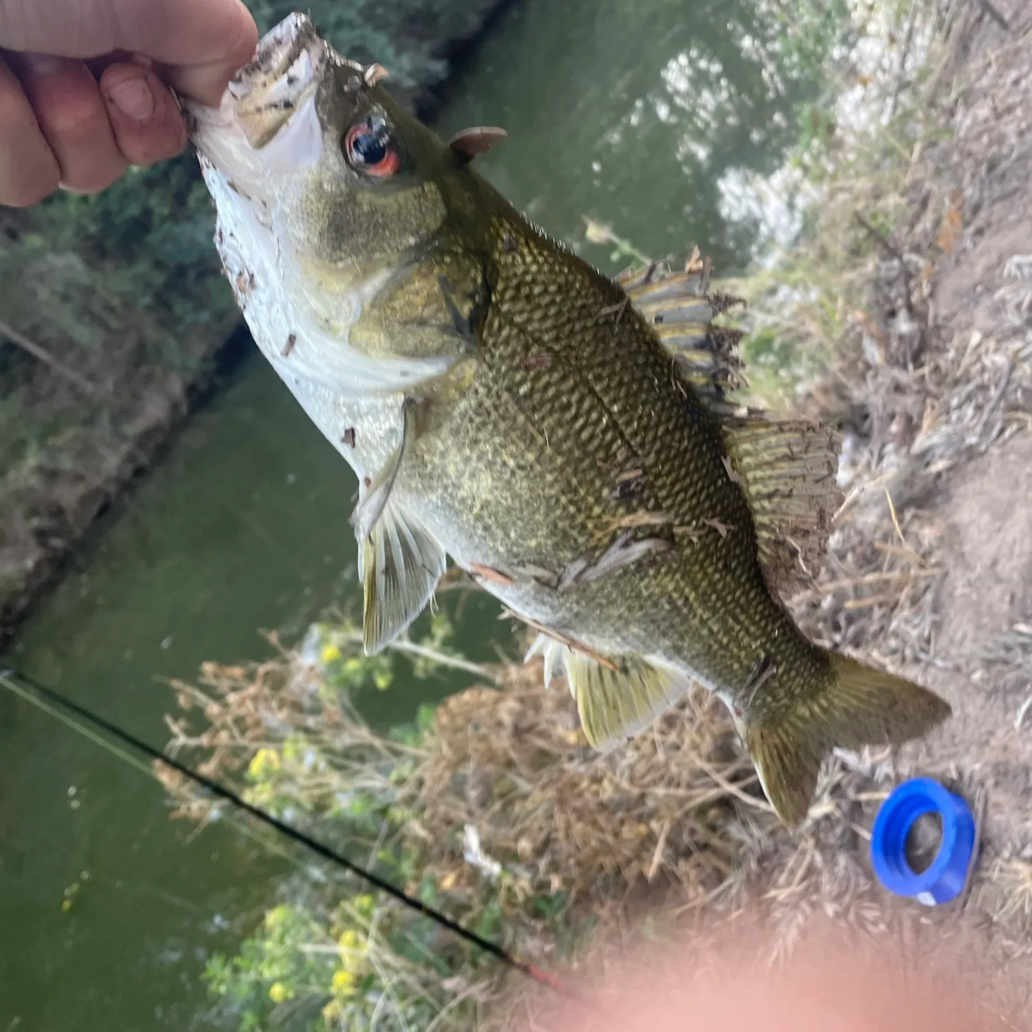Australian bass caught on Fishbrain