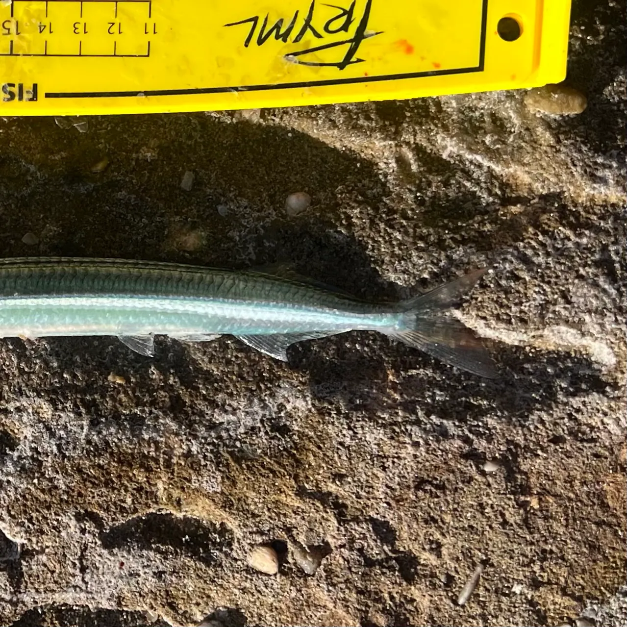 The most recent Eastern sea garfish catches on Fishbrain