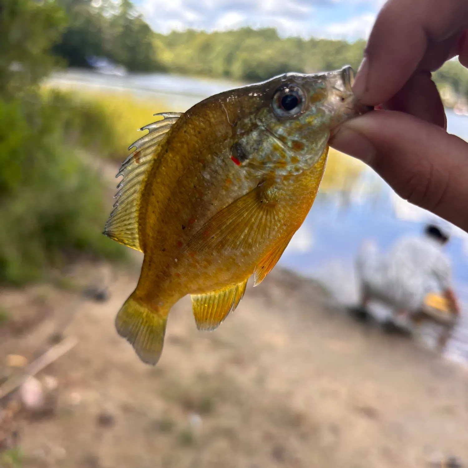 Pumpkinseed caught on Fishbrain