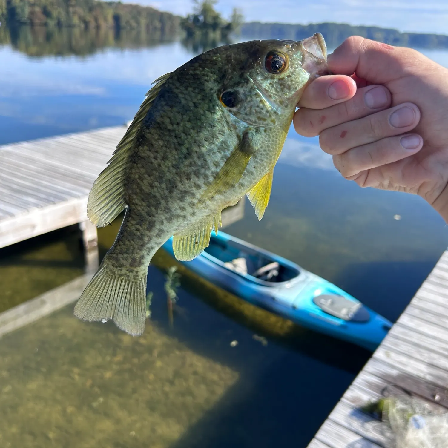 Redear sunfish caught on Fishbrain