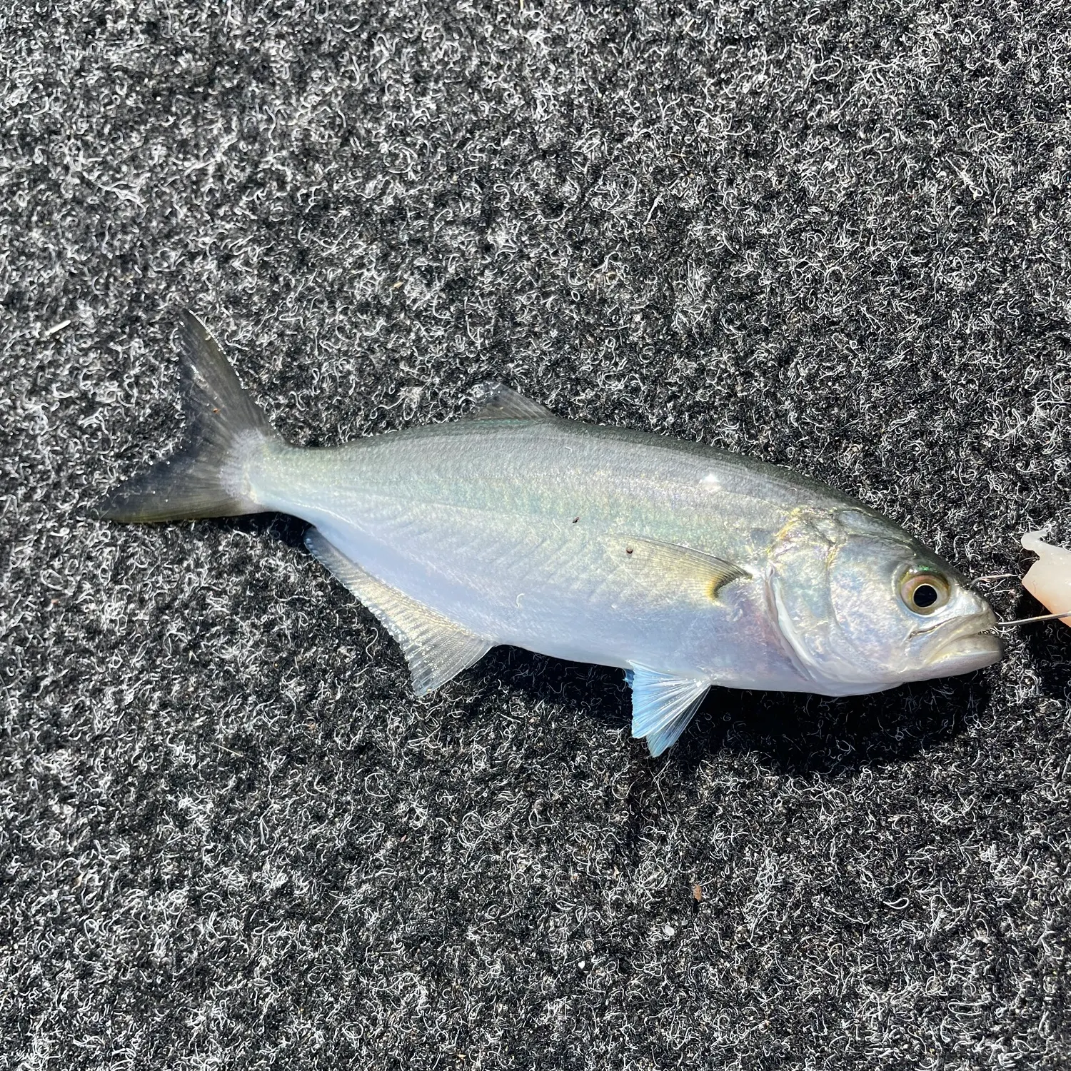 The most recent Bluefish catches on Fishbrain