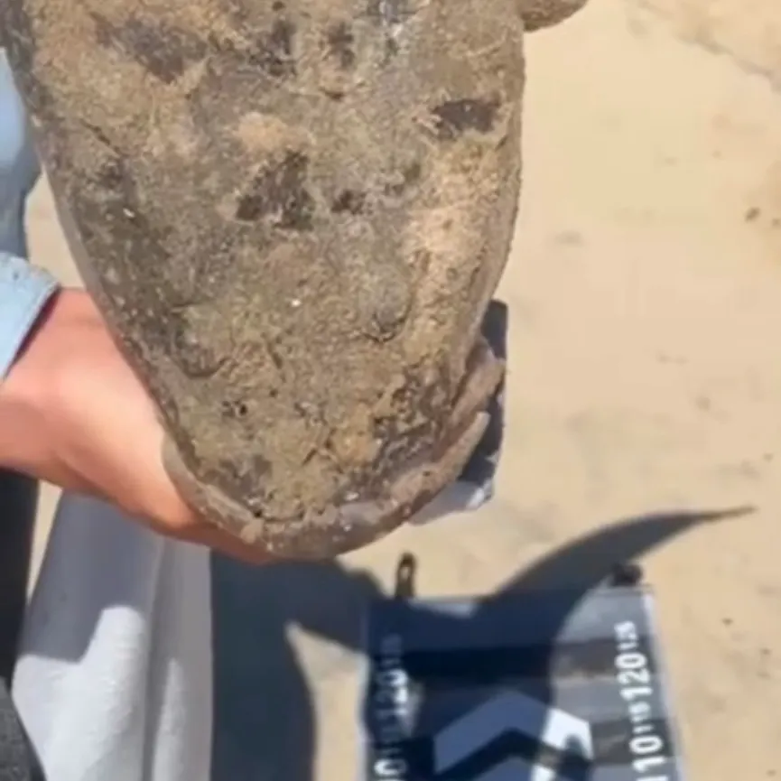 Dusky flathead caught on Fishbrain