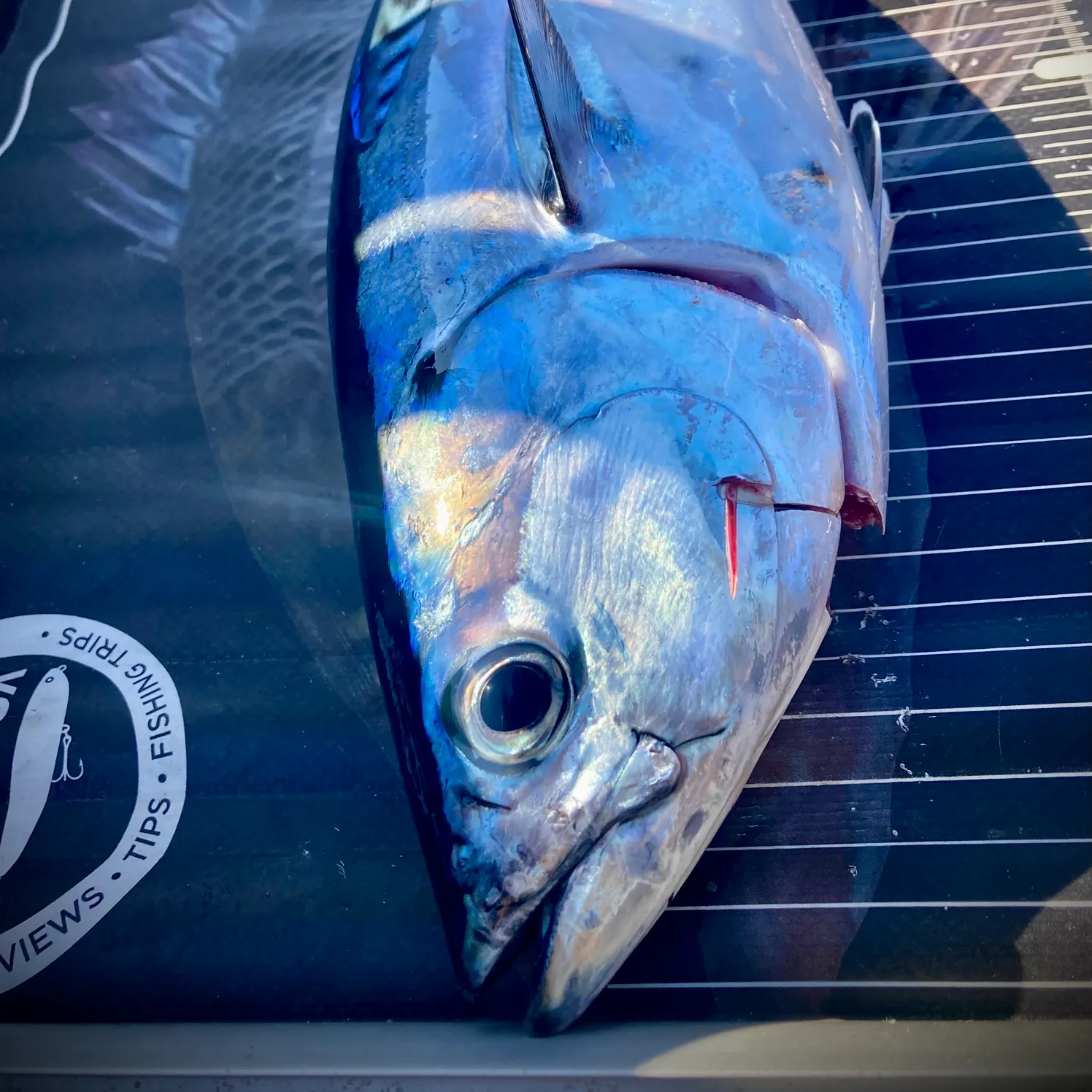 The most recent Kawakawa catches on Fishbrain