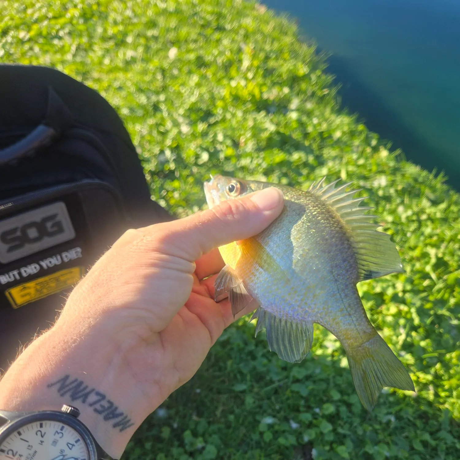 Bluegill caught on Fishbrain