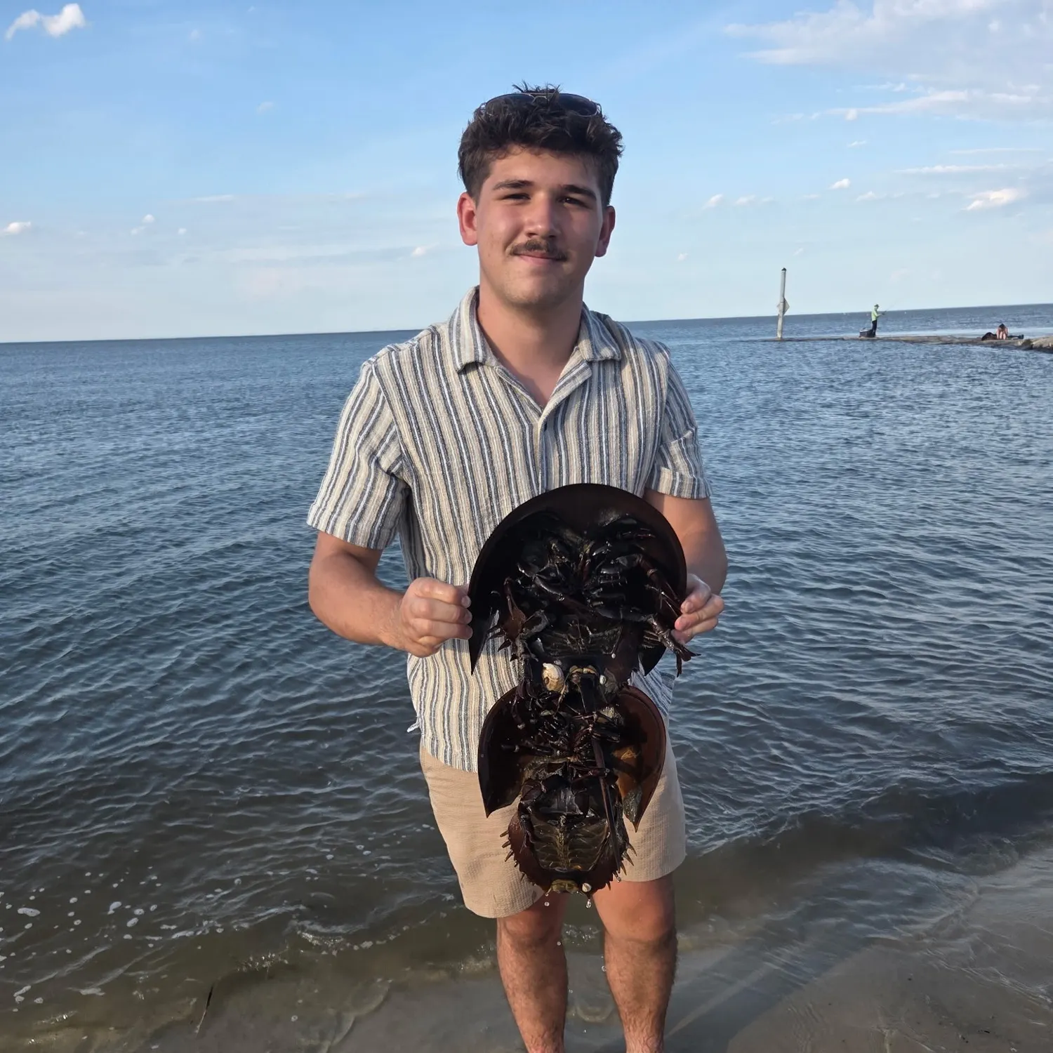 The most recent Atlantic horseshoe crab catches on Fishbrain