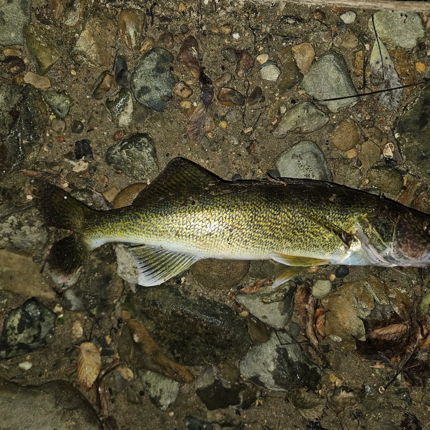 Walleye caught on Fishbrain