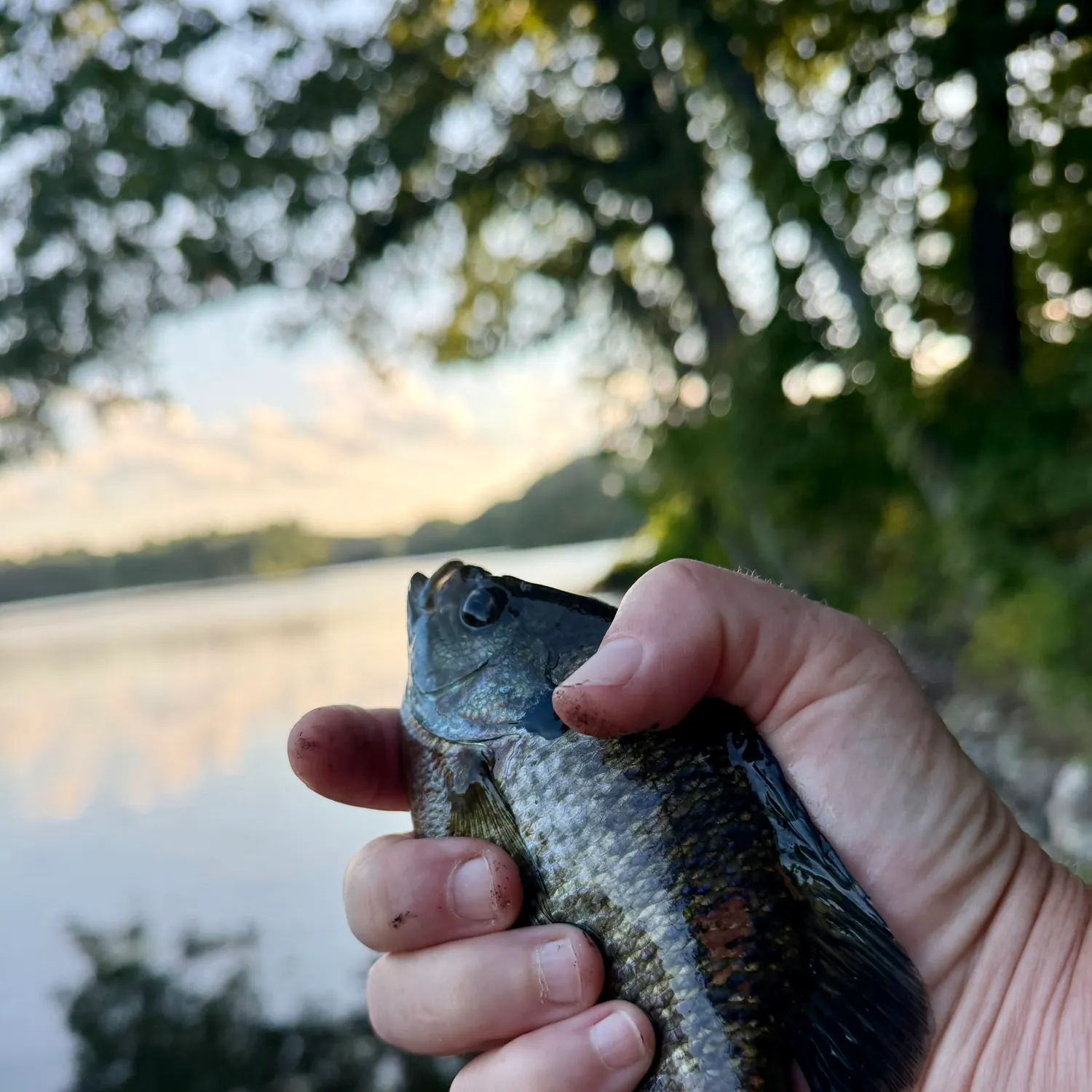 Bluegill caught on Fishbrain