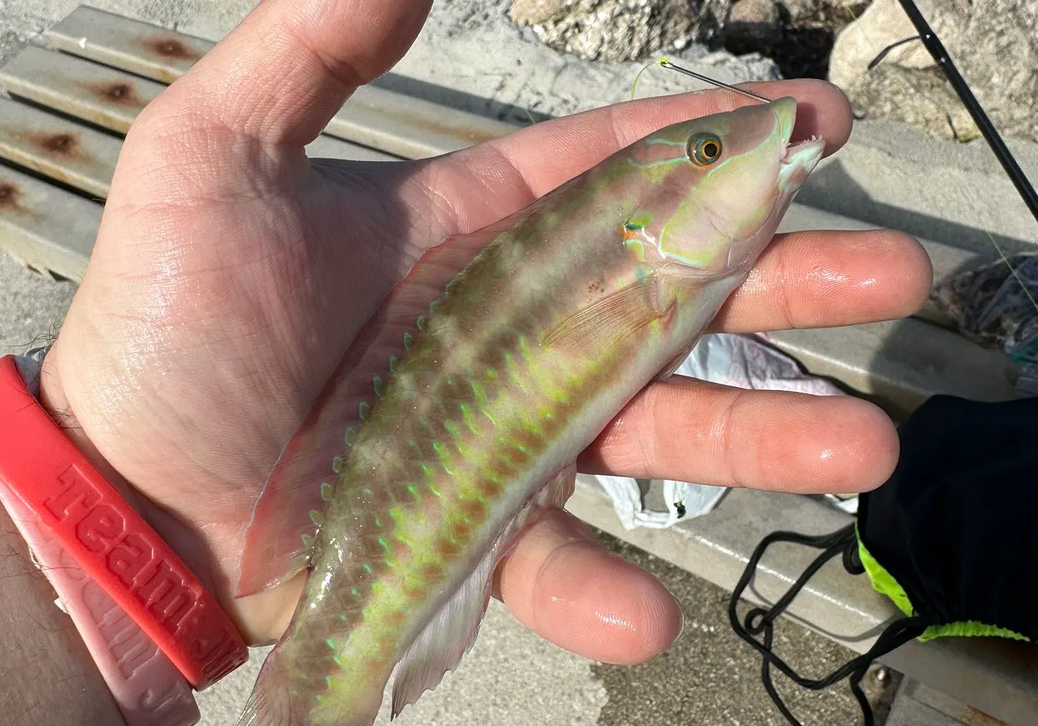 Slippery dick wrasse