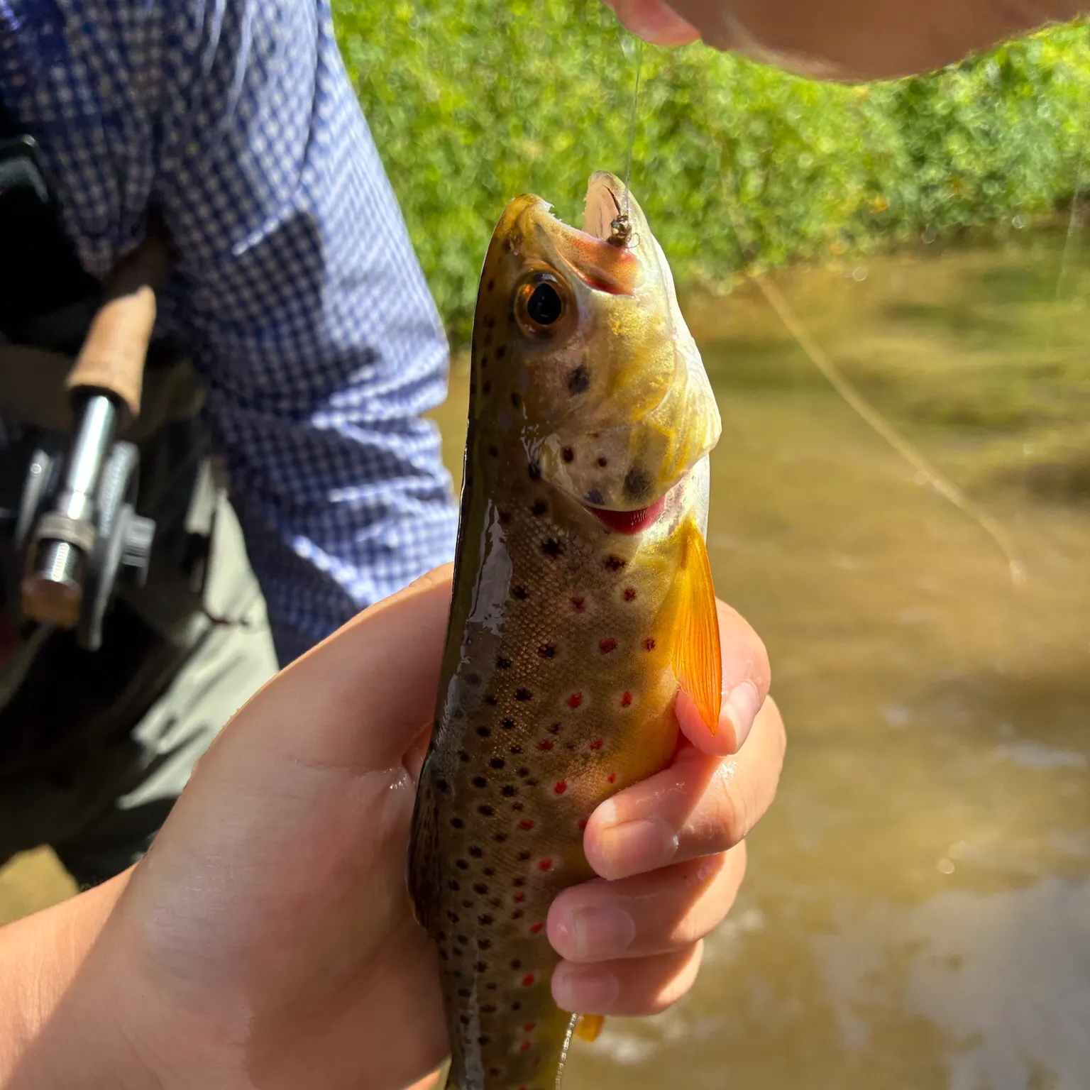 Brown trout caught on Fishbrain