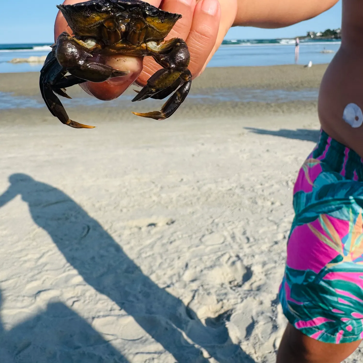 The most recent Asian shore crab catches on Fishbrain