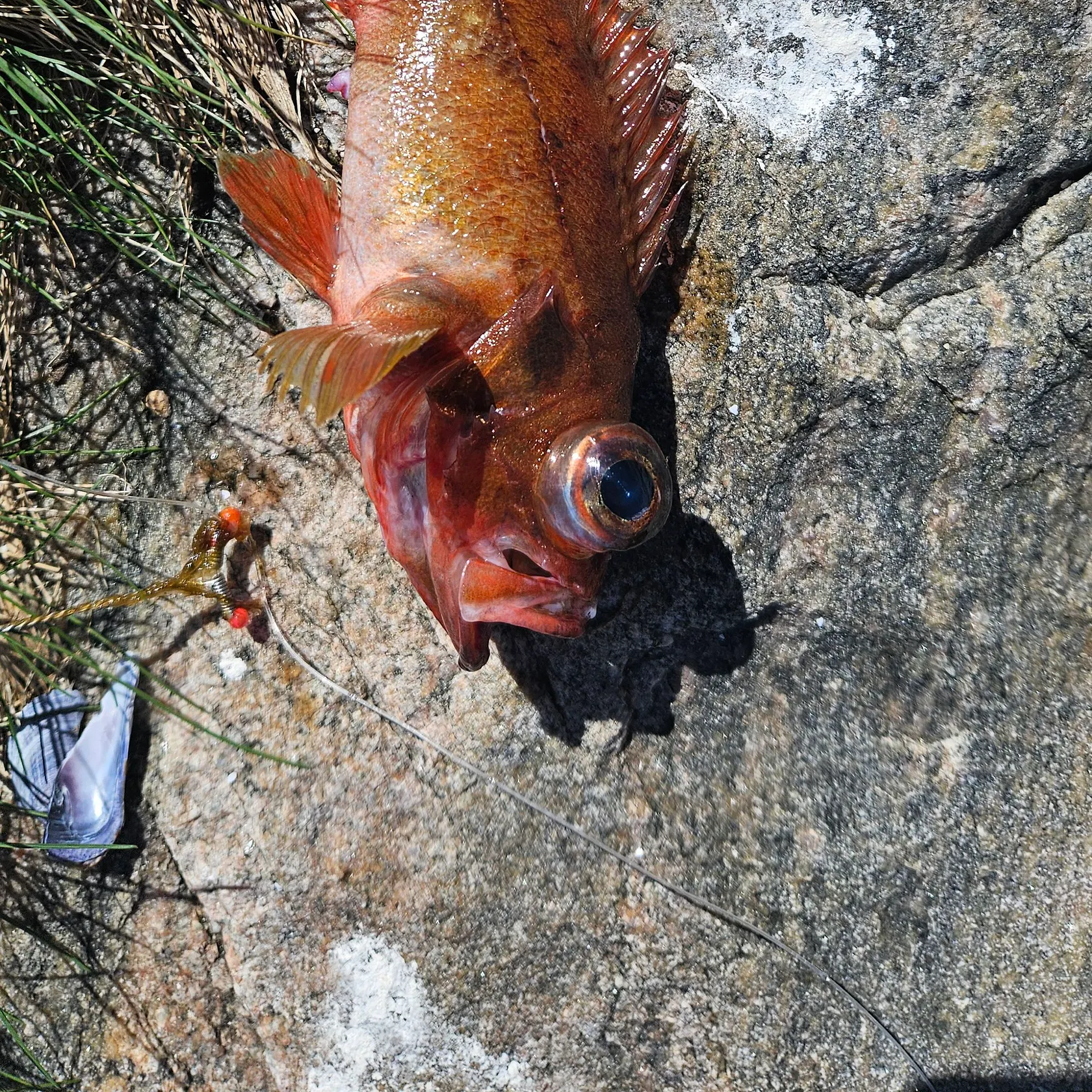 The most recent Norway redfish catches on Fishbrain