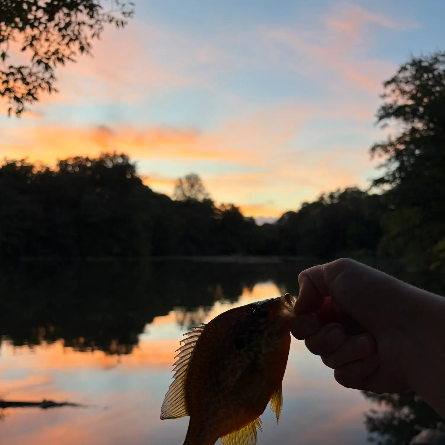 Green sunfish caught on Fishbrain
