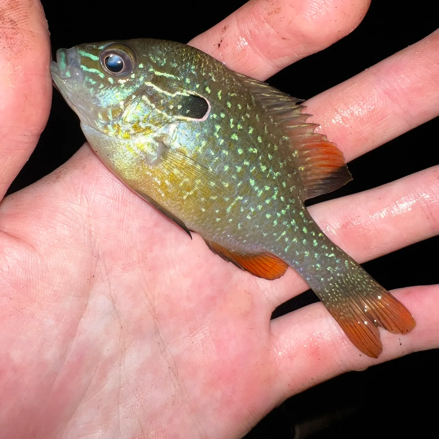 The most recent Swampland longear sunfish catches on Fishbrain