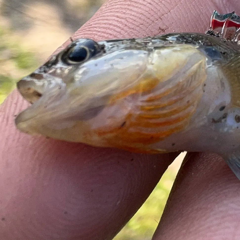 The most recent Orangebelly darter catches on Fishbrain