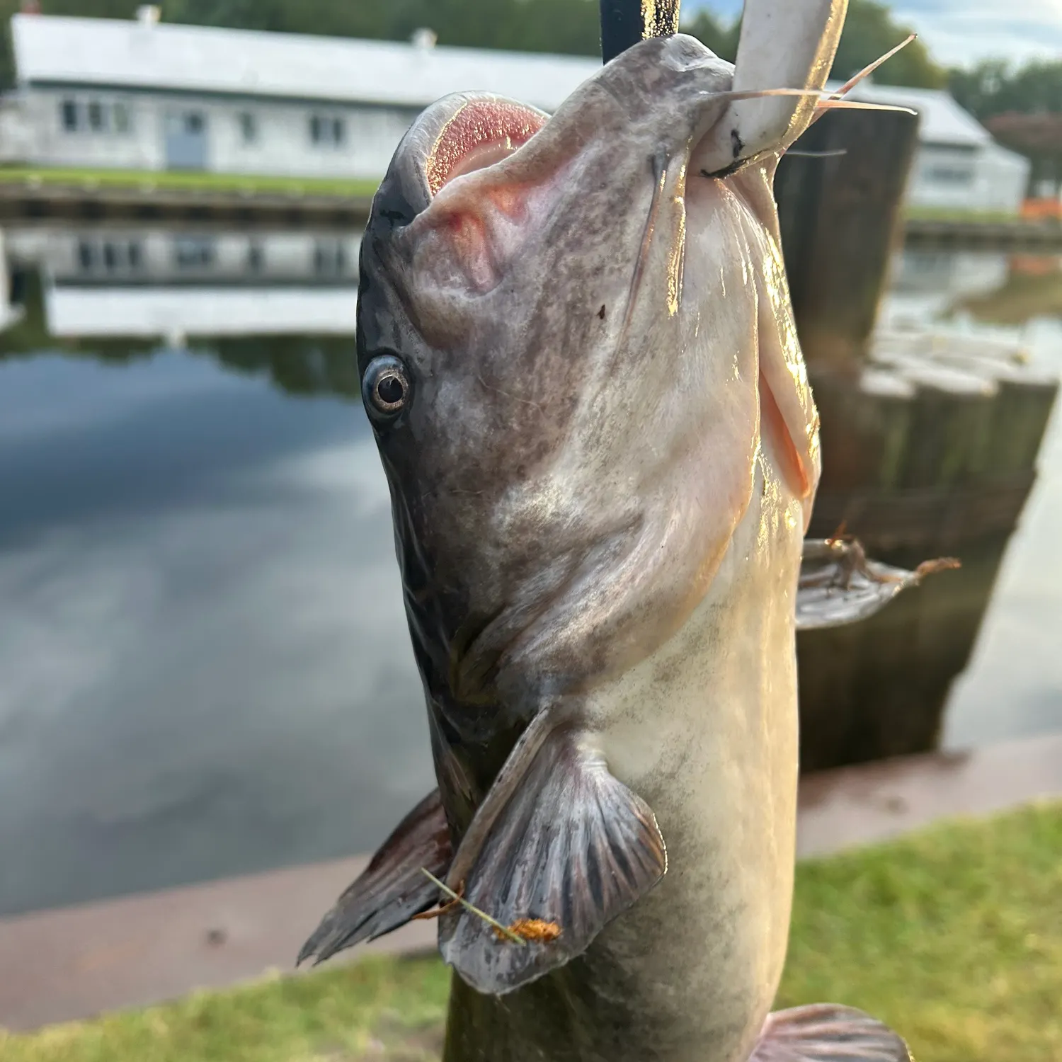 Blue catfish caught on Fishbrain