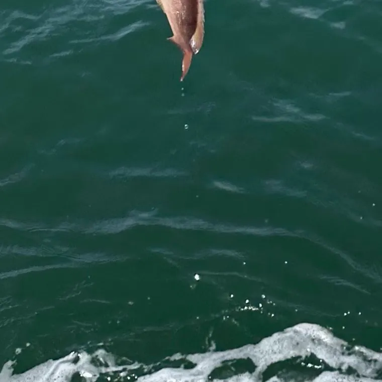 California sheephead caught on Fishbrain