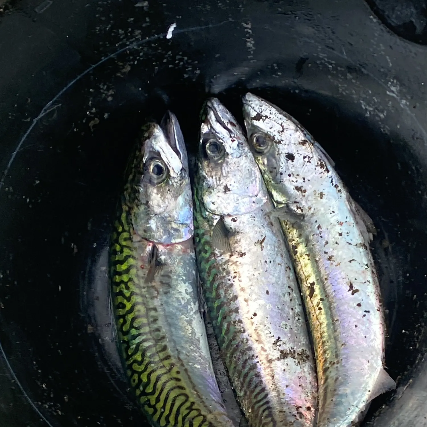 Atlantic mackerel caught on Fishbrain