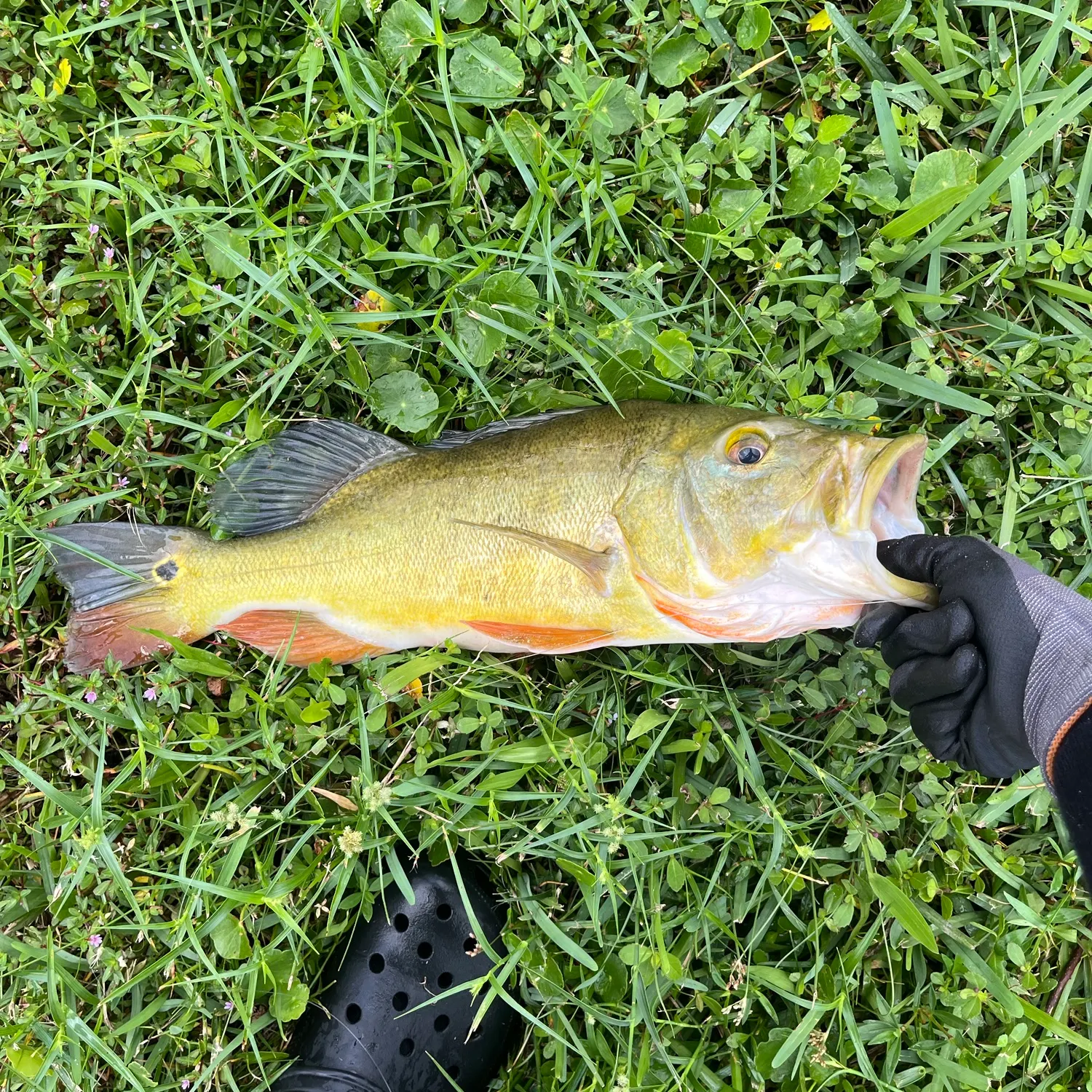 Butterfly peacock bass caught on Fishbrain
