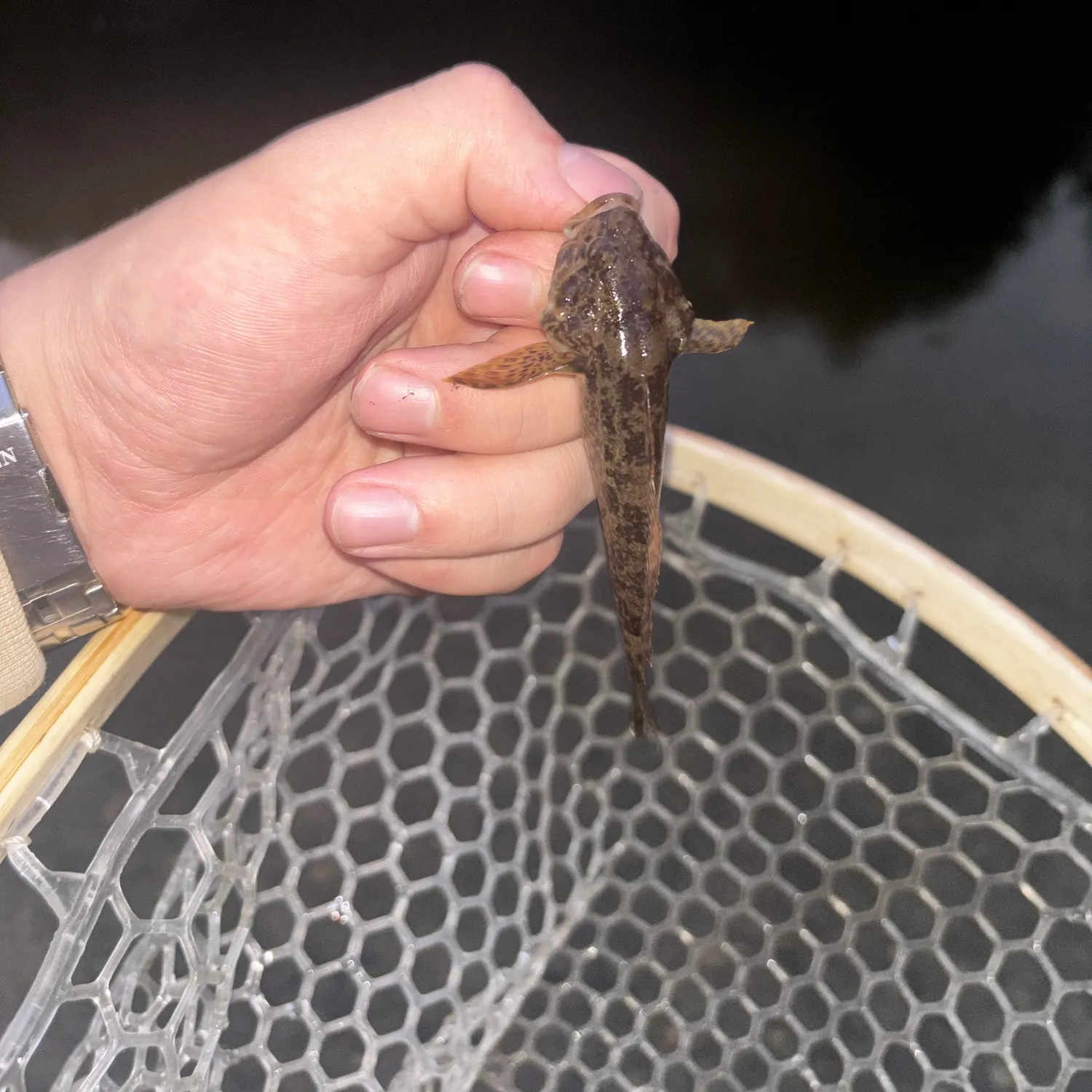 The most recent Mottled sculpin catches on Fishbrain