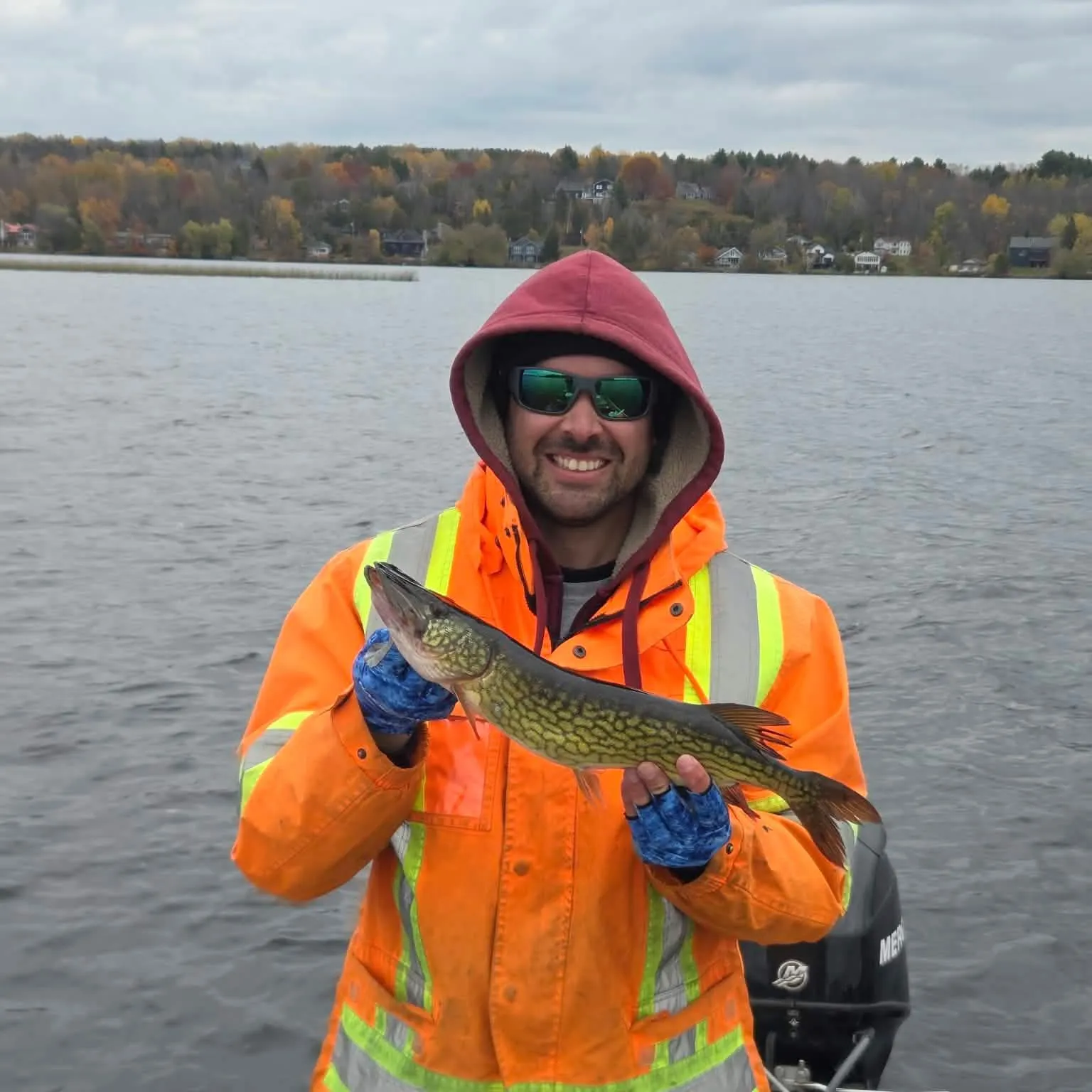 Chain pickerel caught on Fishbrain