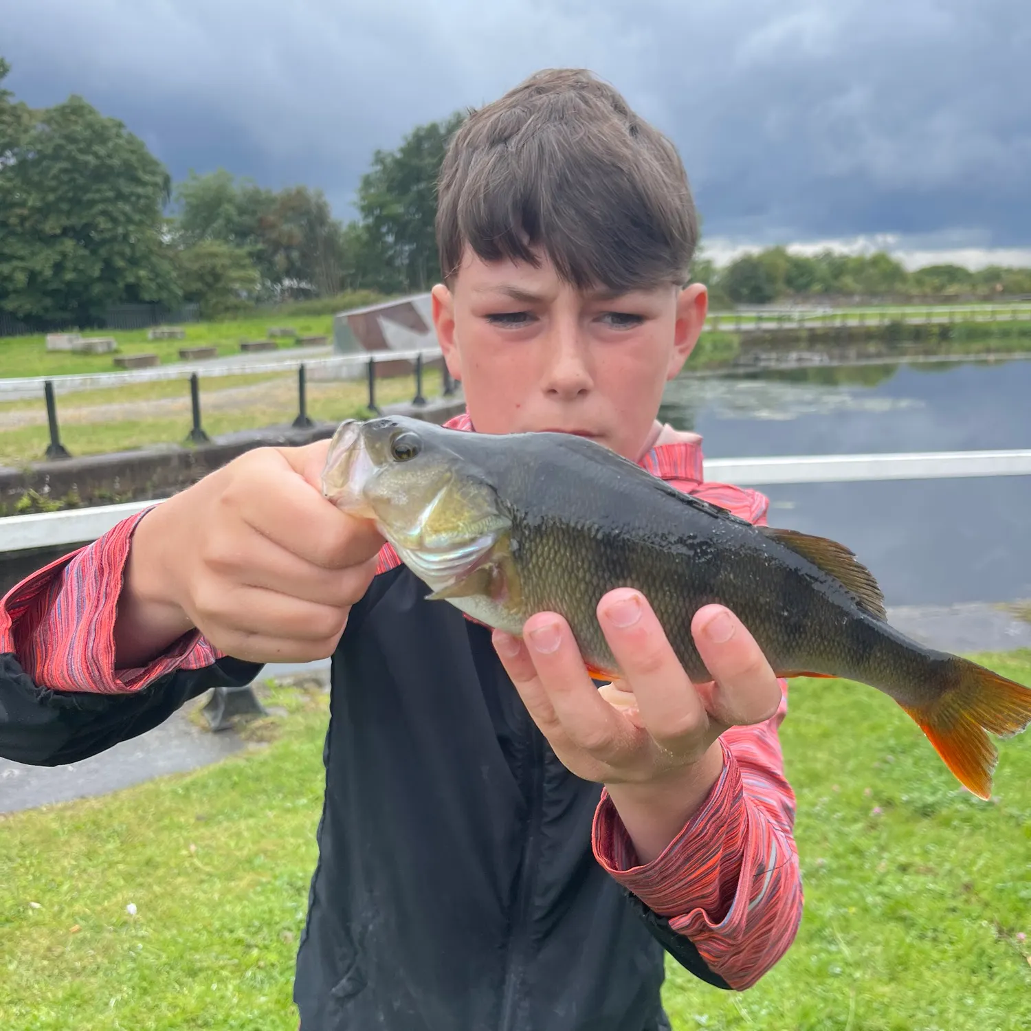 European perch caught on Fishbrain