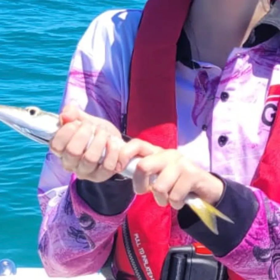 The most recent Australian barracuda catches on Fishbrain