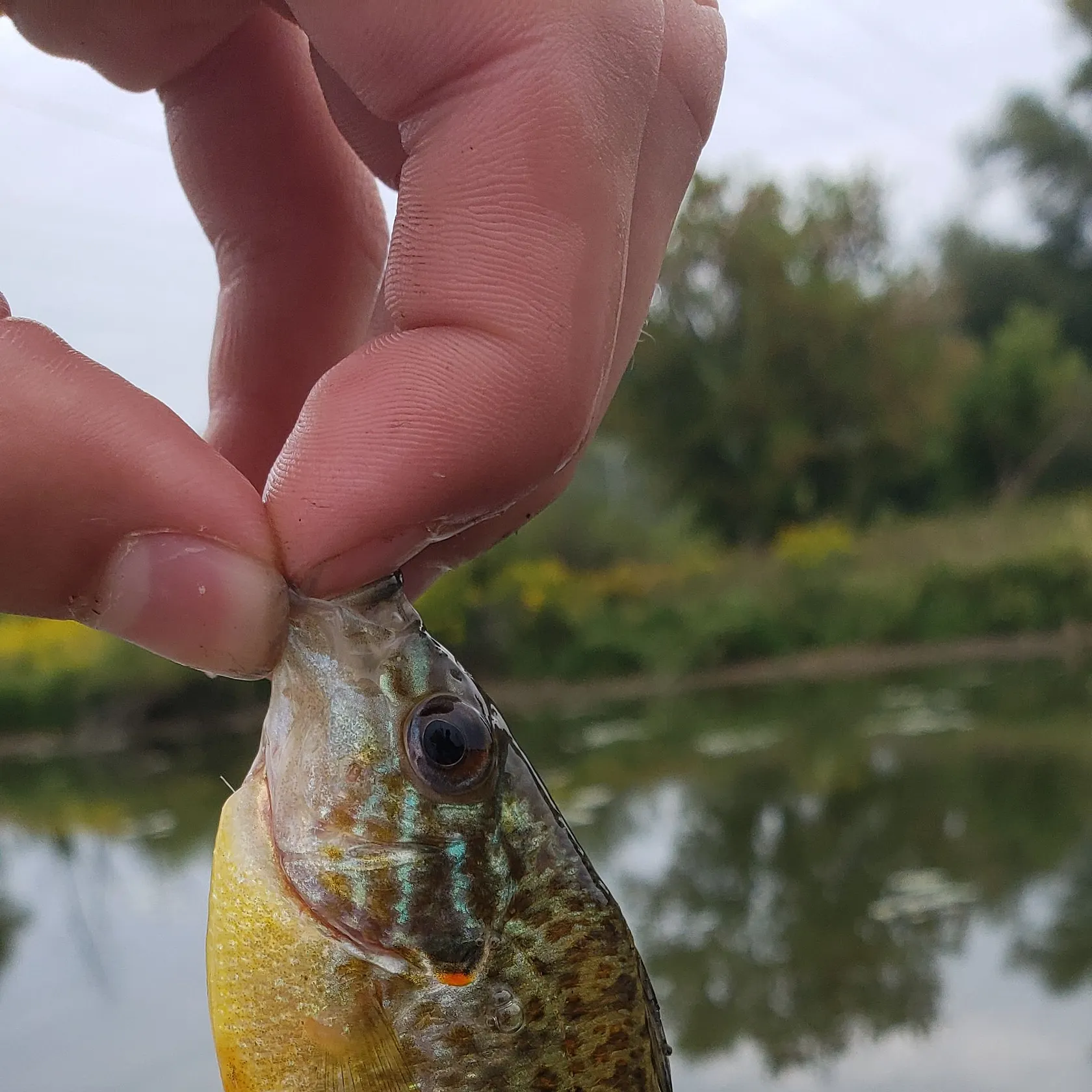 The most recent Pumpkinseed catches on Fishbrain