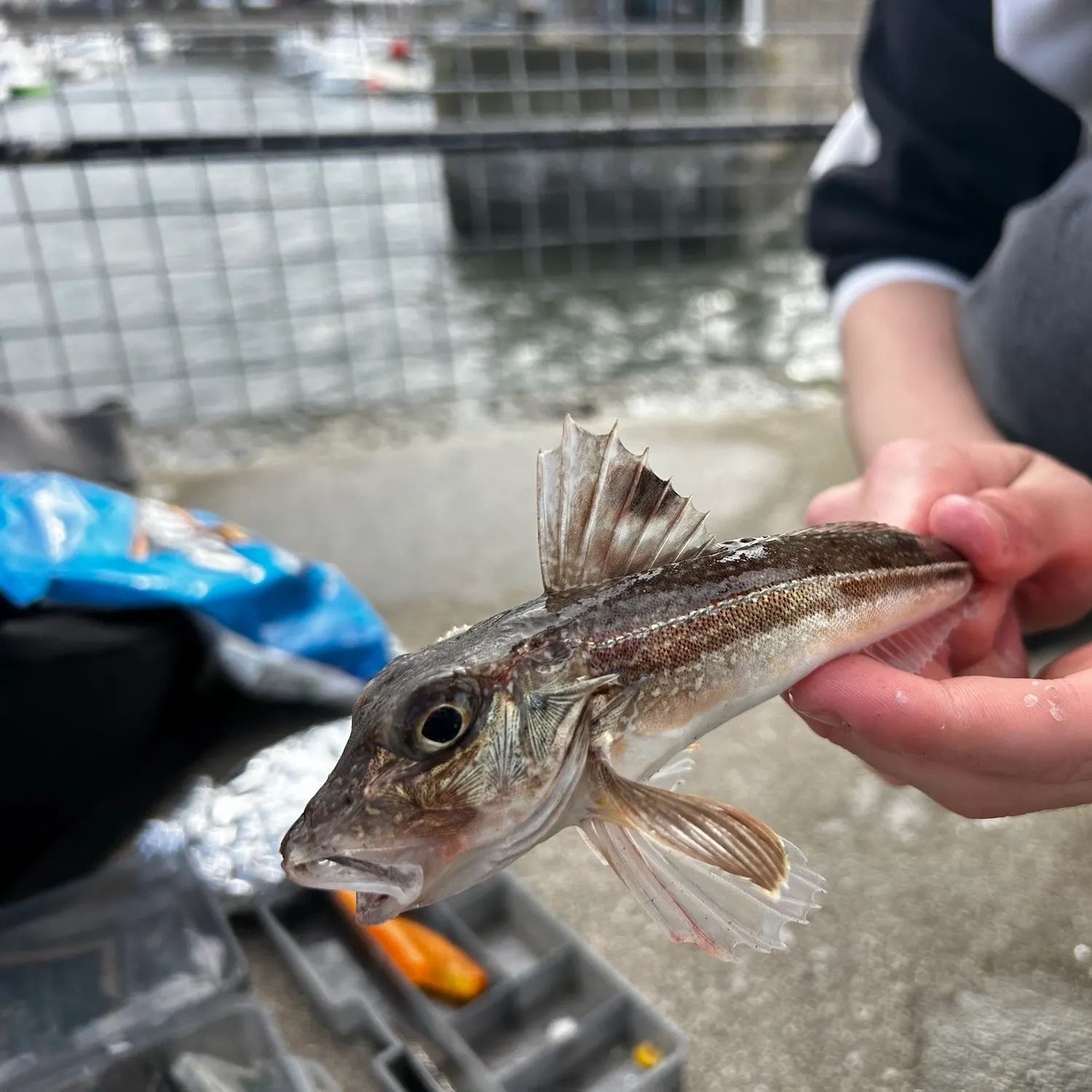 Red gurnard caught on Fishbrain