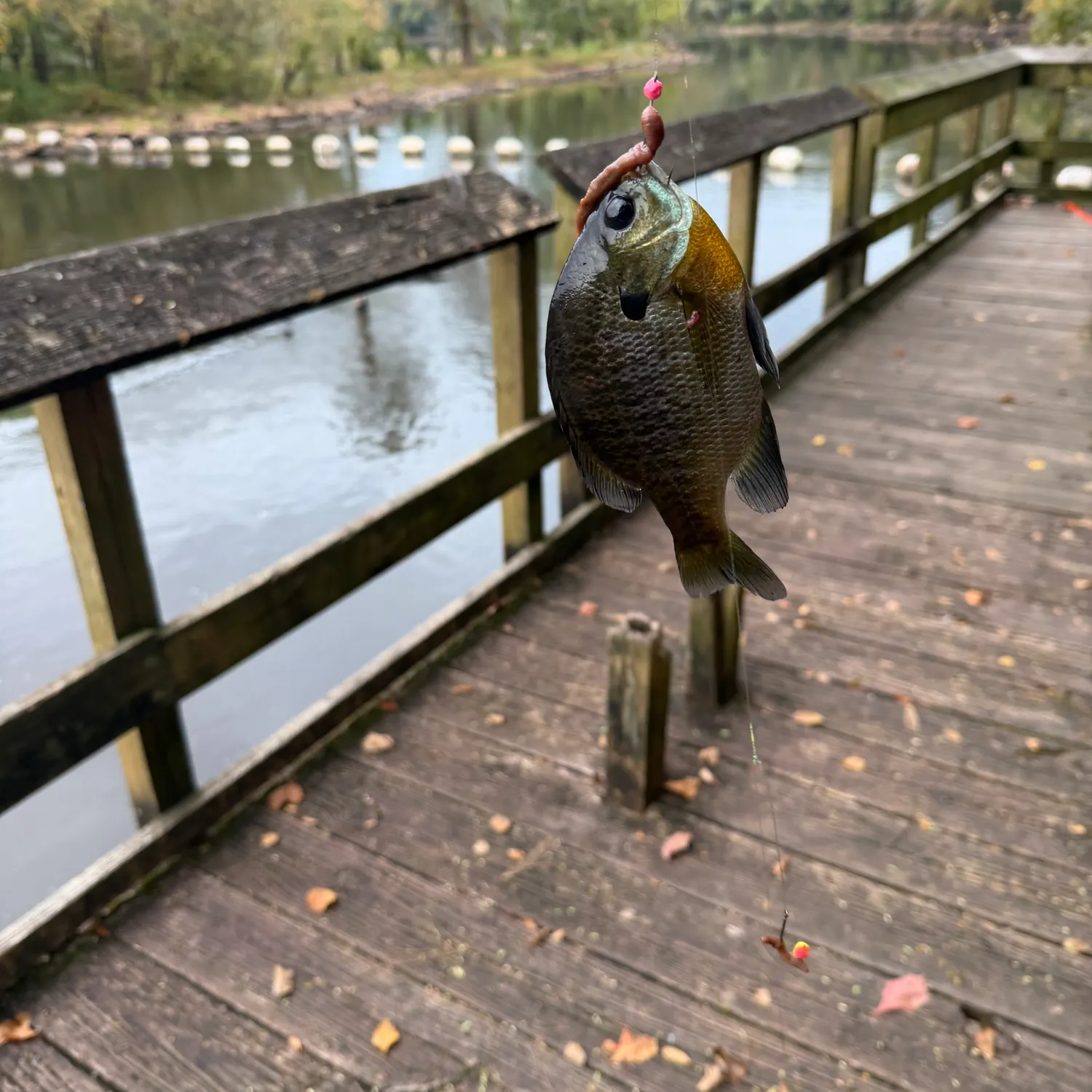Bluegill caught on Fishbrain