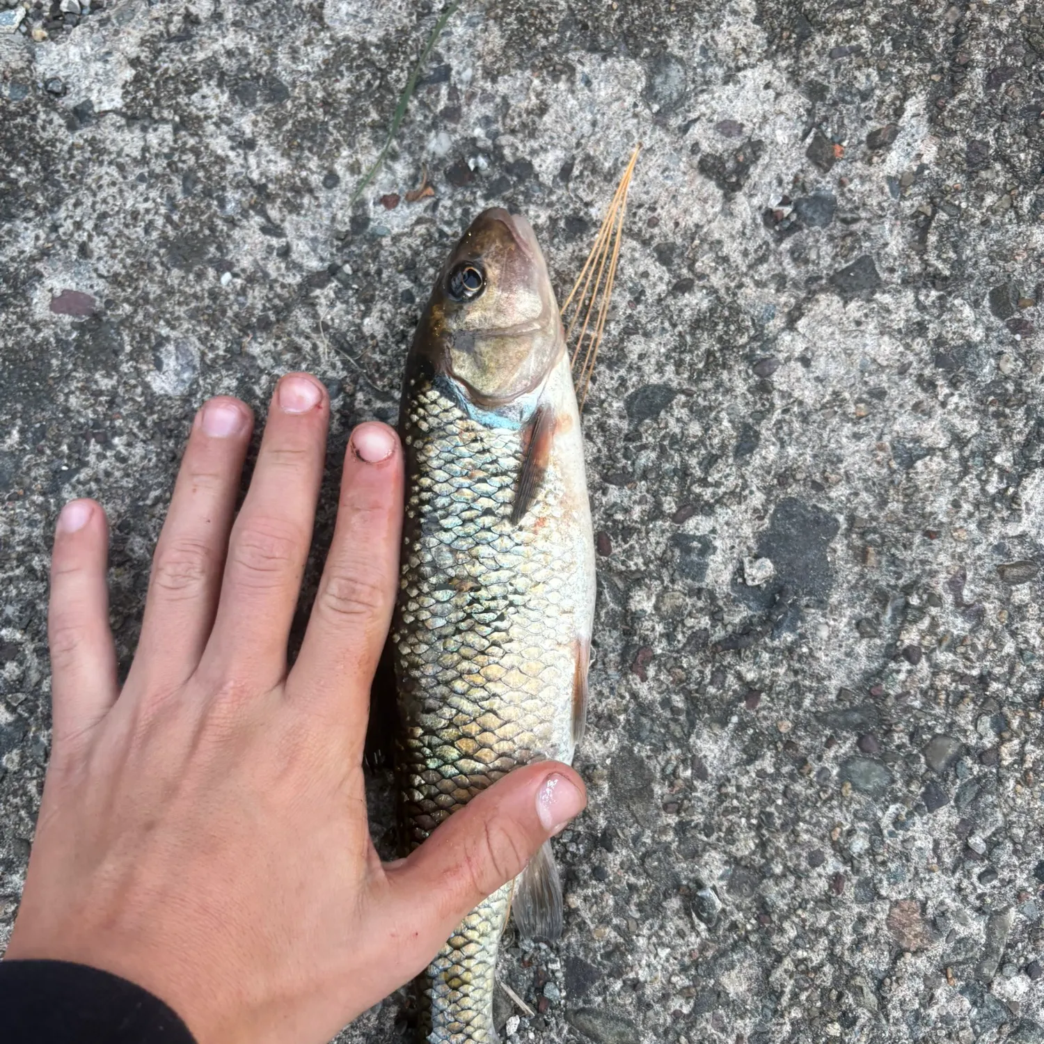 Fallfish caught on Fishbrain