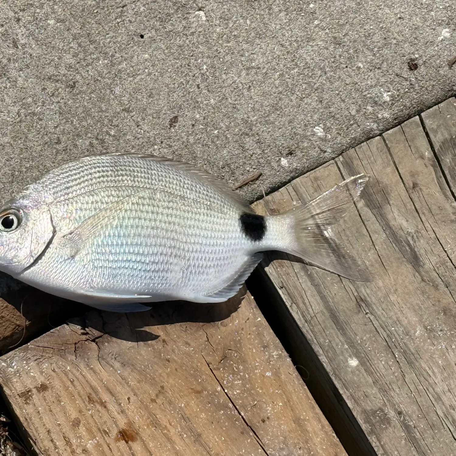 The most recent Spottail seabream catches on Fishbrain