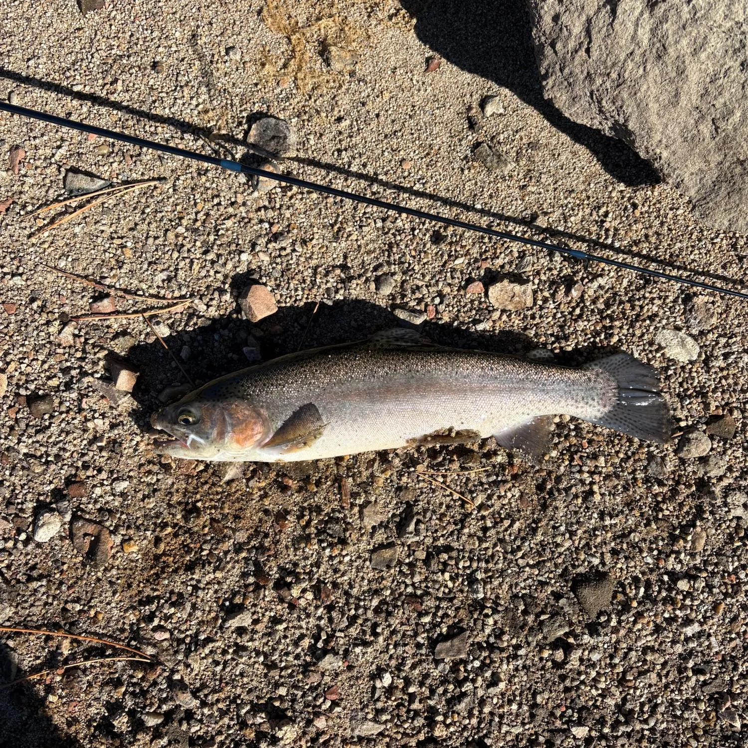Rainbow trout caught on Fishbrain