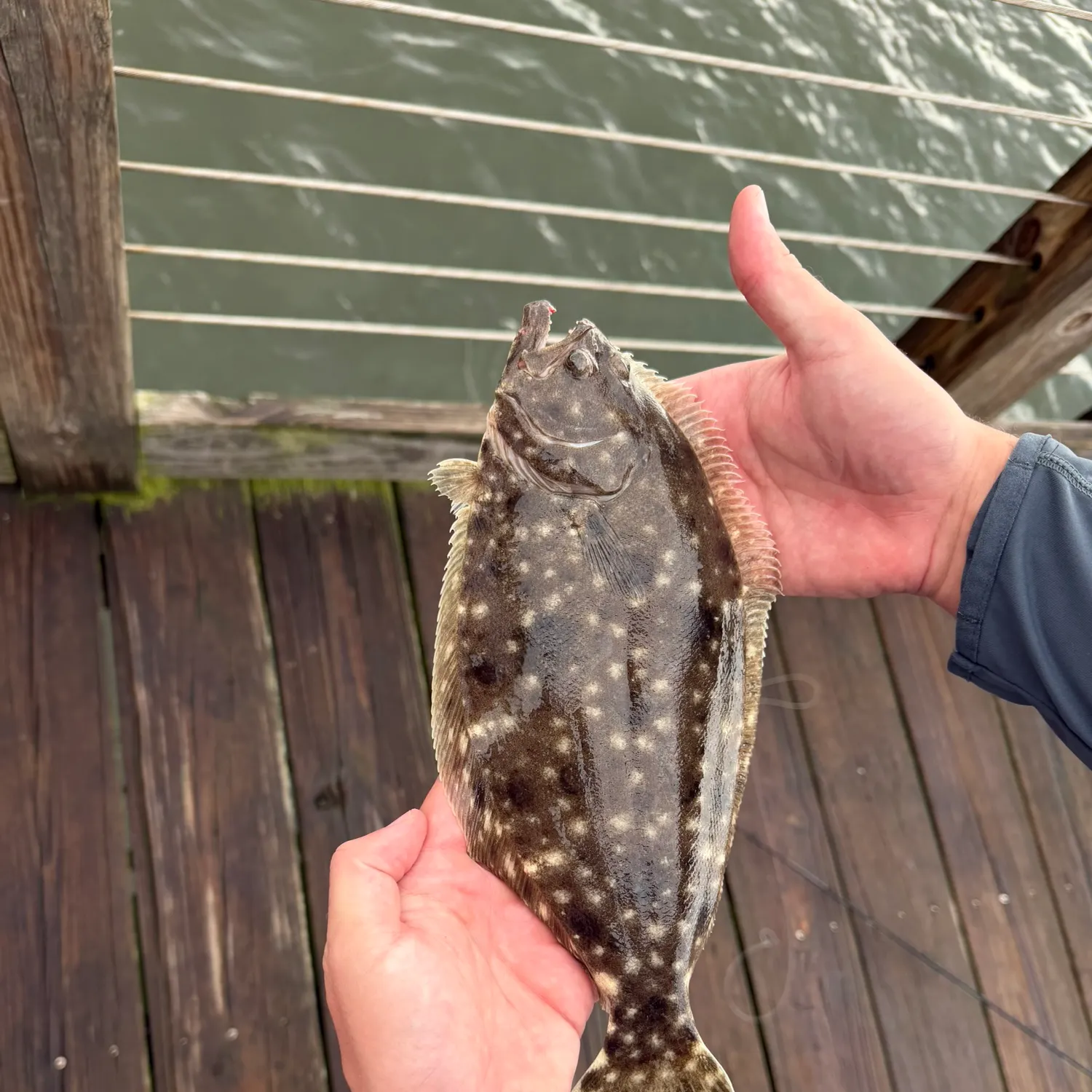 Summer flounder caught on Fishbrain