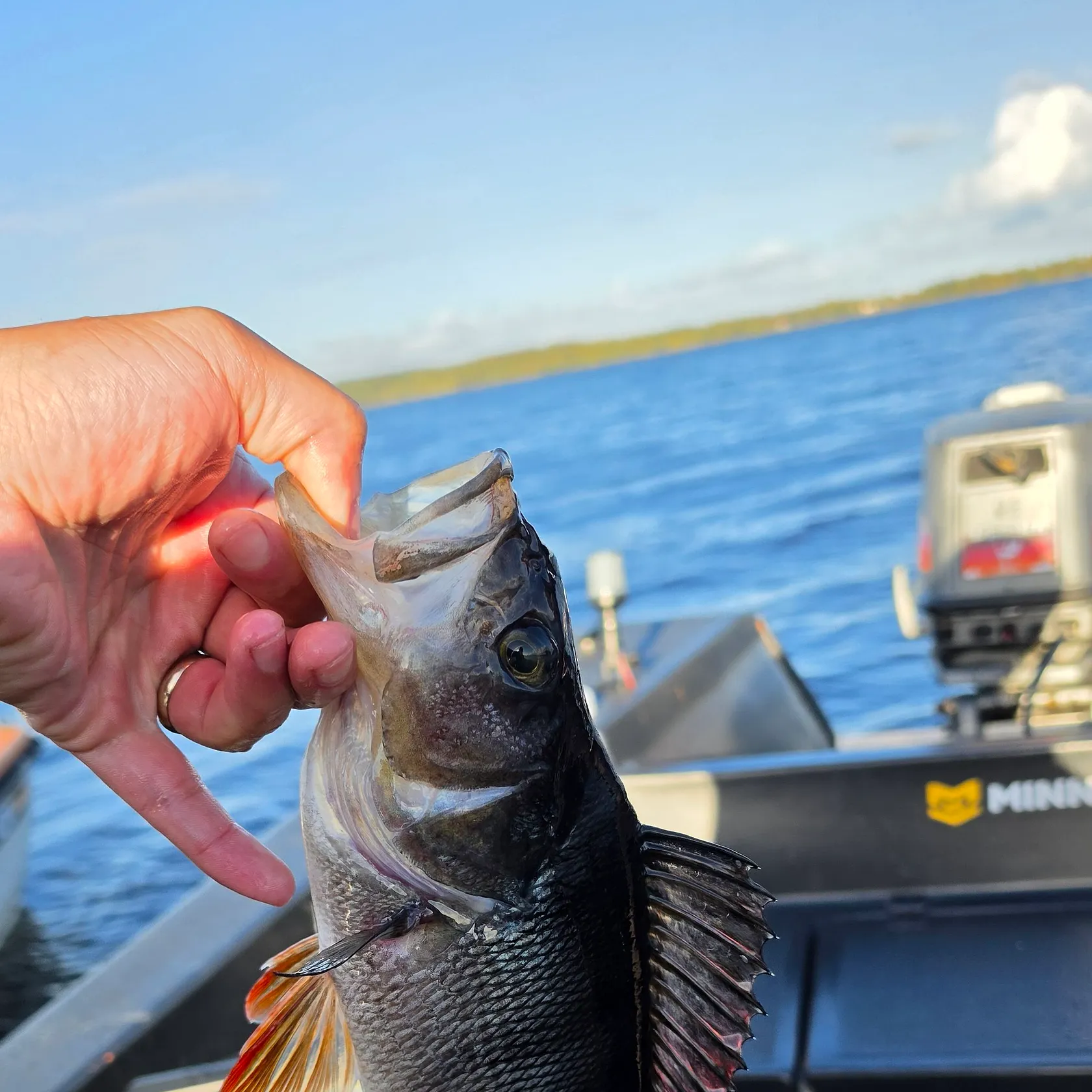 European perch caught on Fishbrain