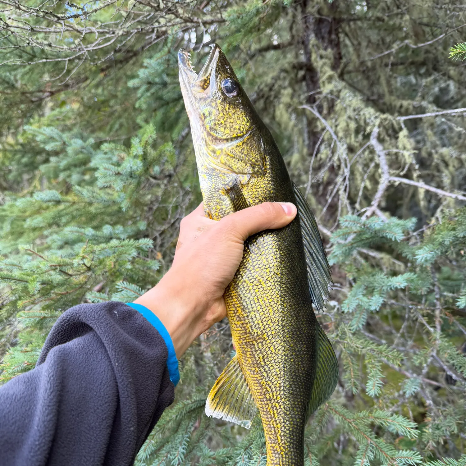 Walleye caught on Fishbrain