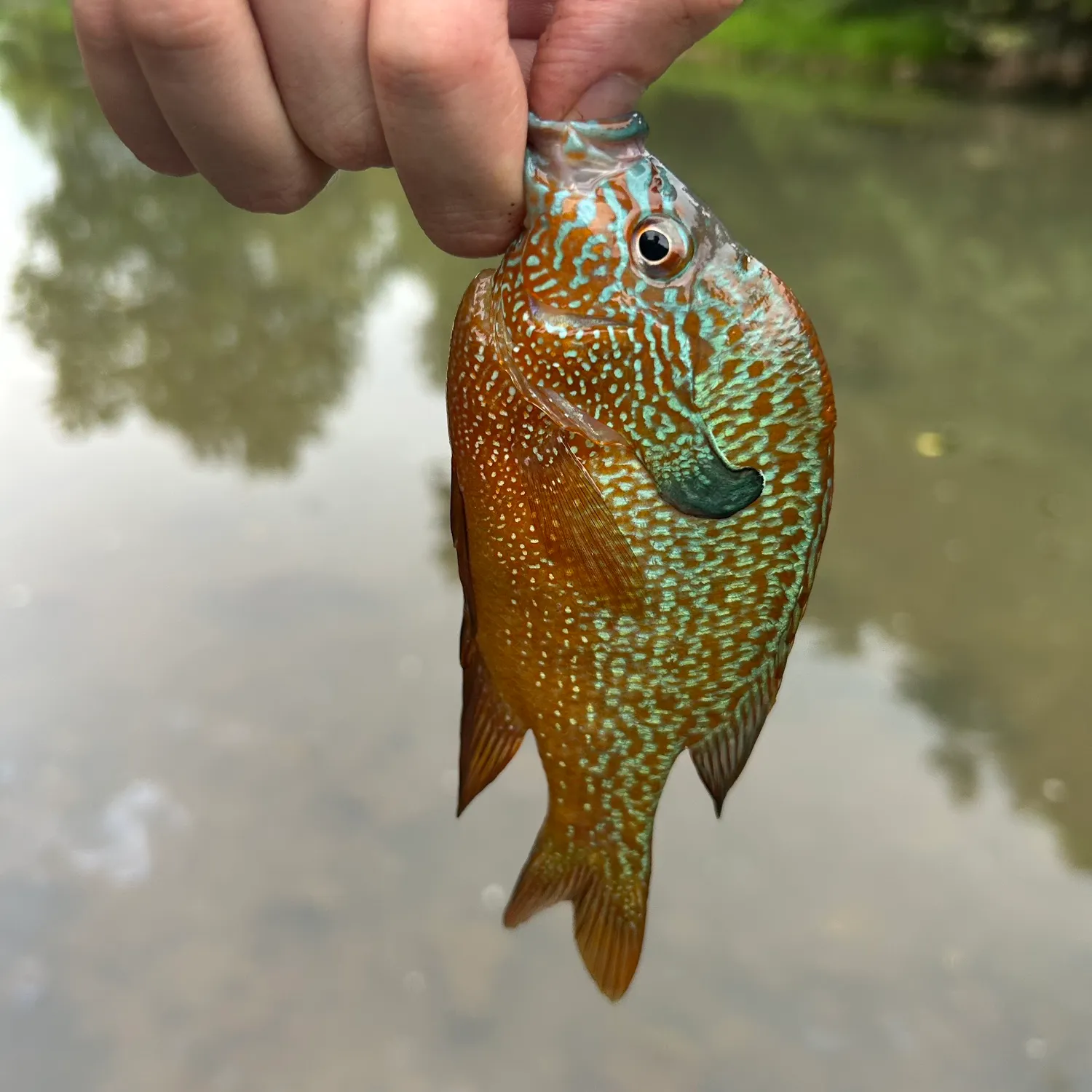 Longear sunfish caught on Fishbrain