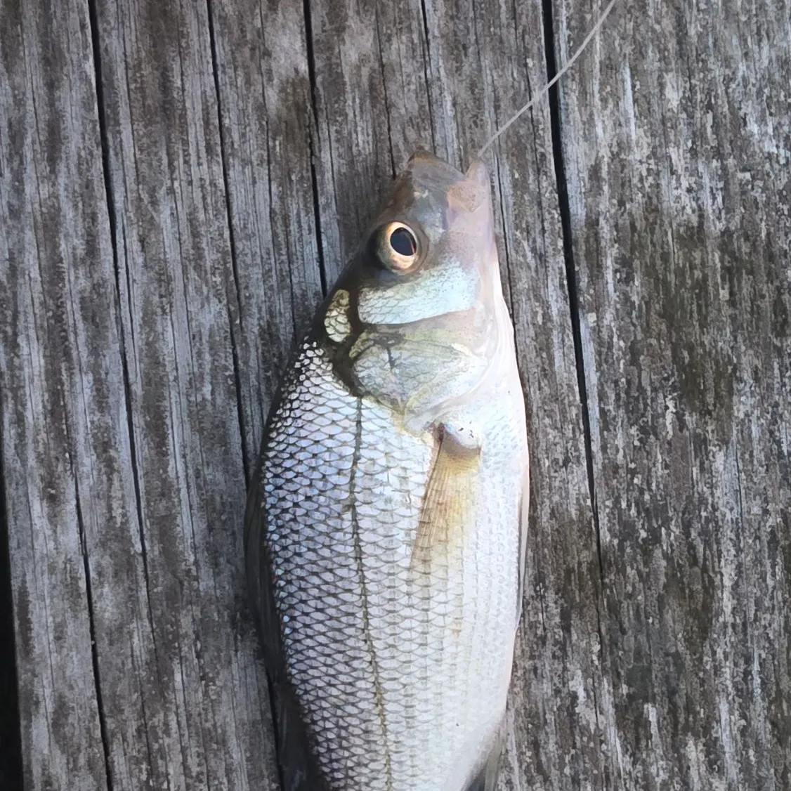White perch caught on Fishbrain