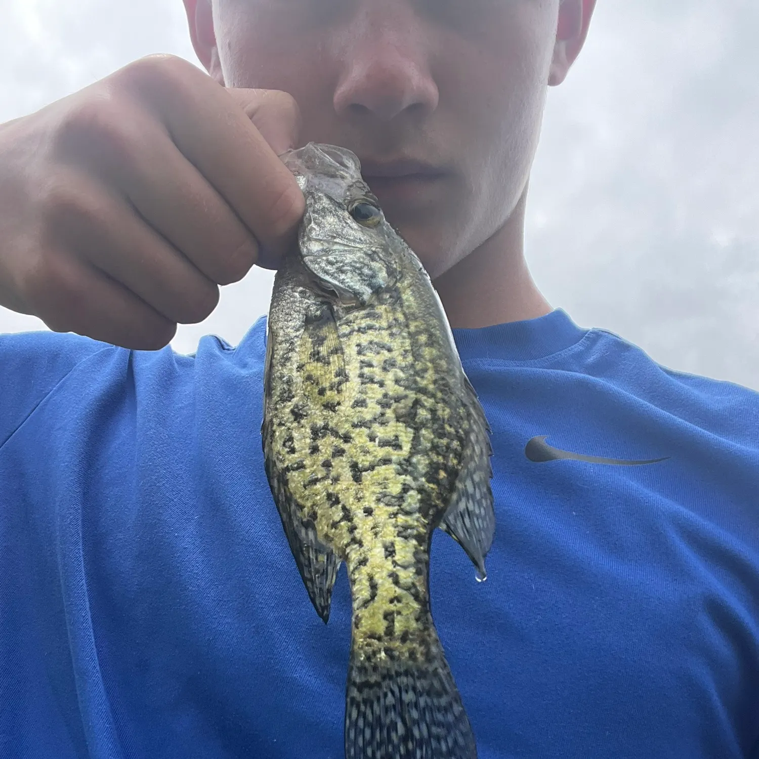 Black crappie caught on Fishbrain