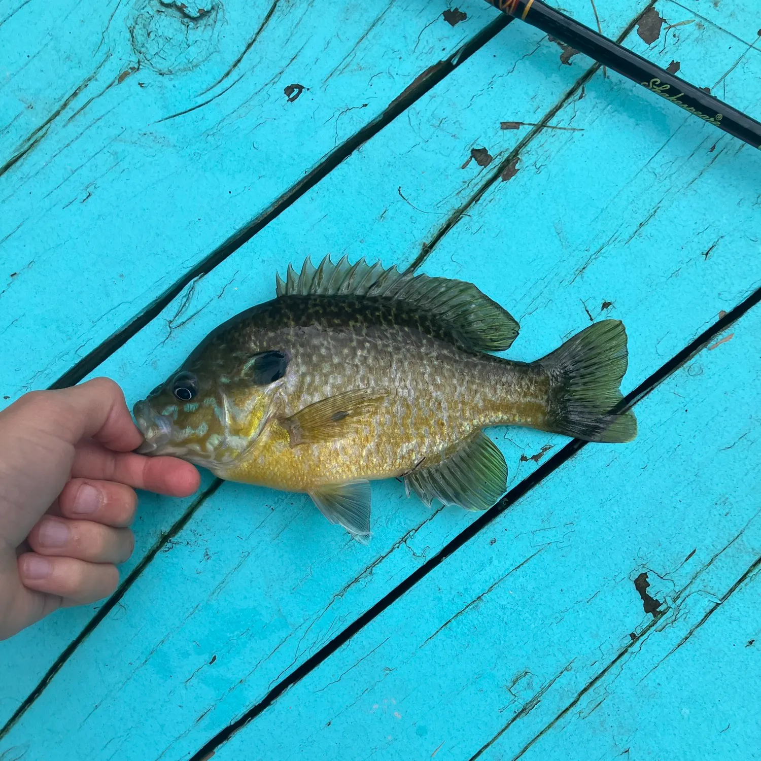 Greengill hybrid caught on Fishbrain