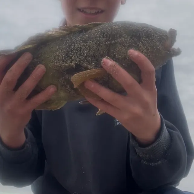 The most recent Blue-throated wrasse catches on Fishbrain