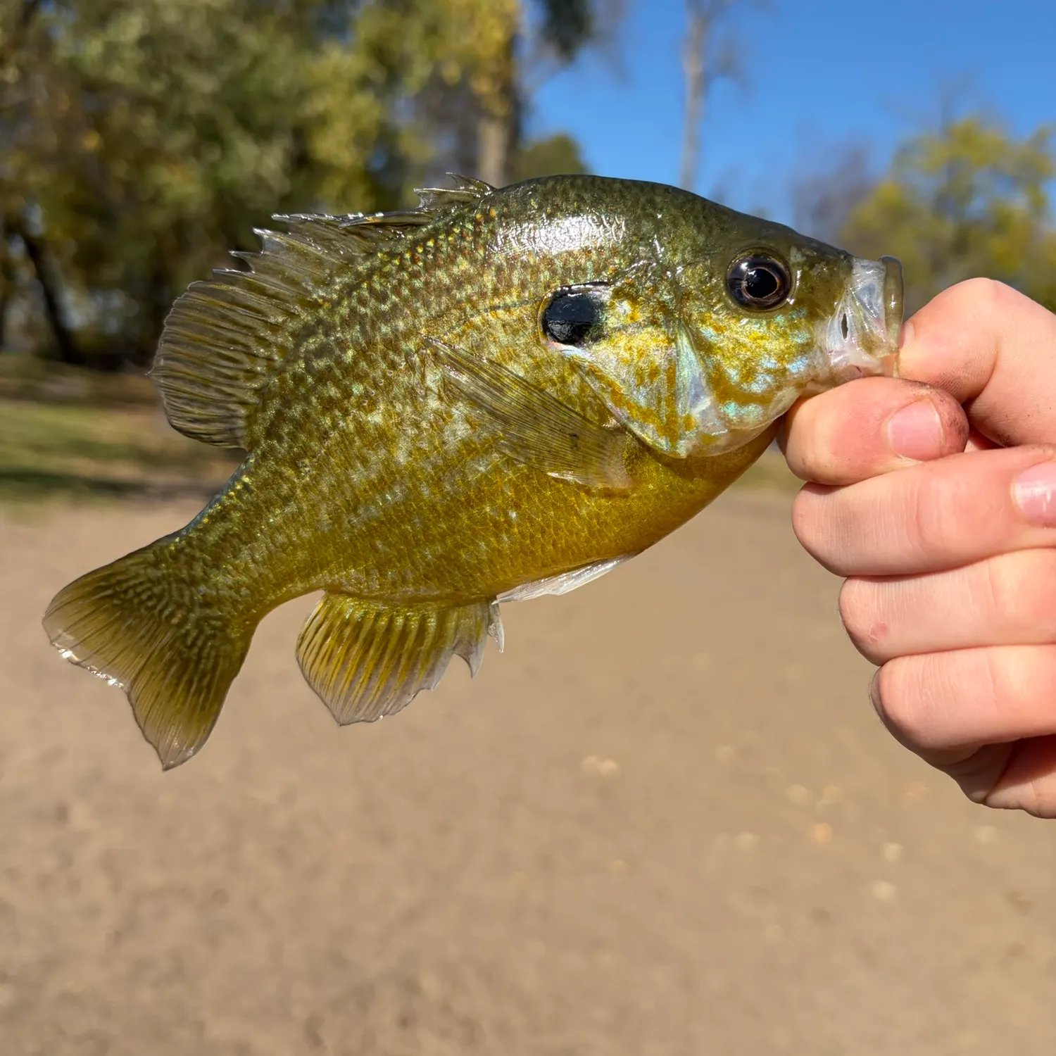 Green sunfish caught on Fishbrain
