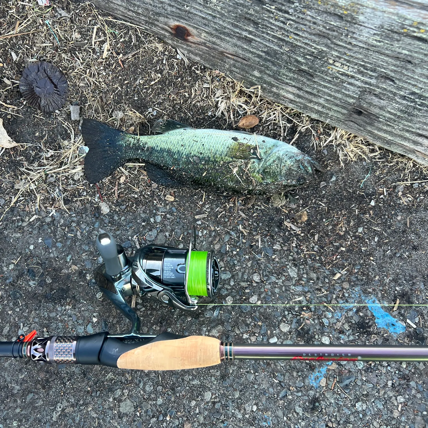 Largemouth bass caught on Fishbrain