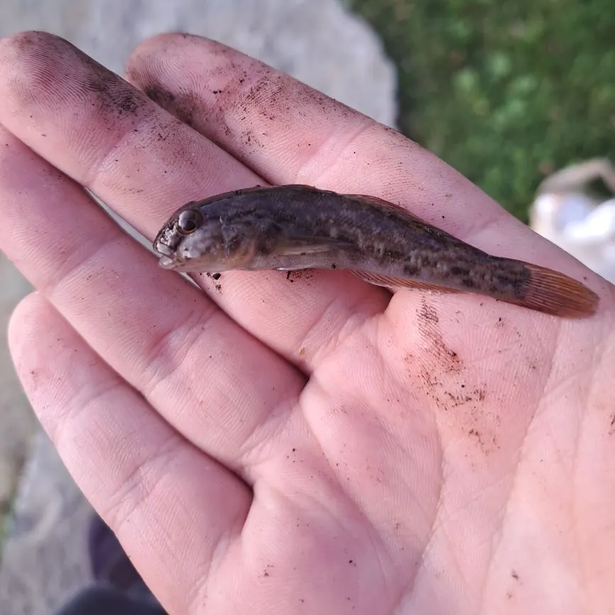 Round goby caught on Fishbrain